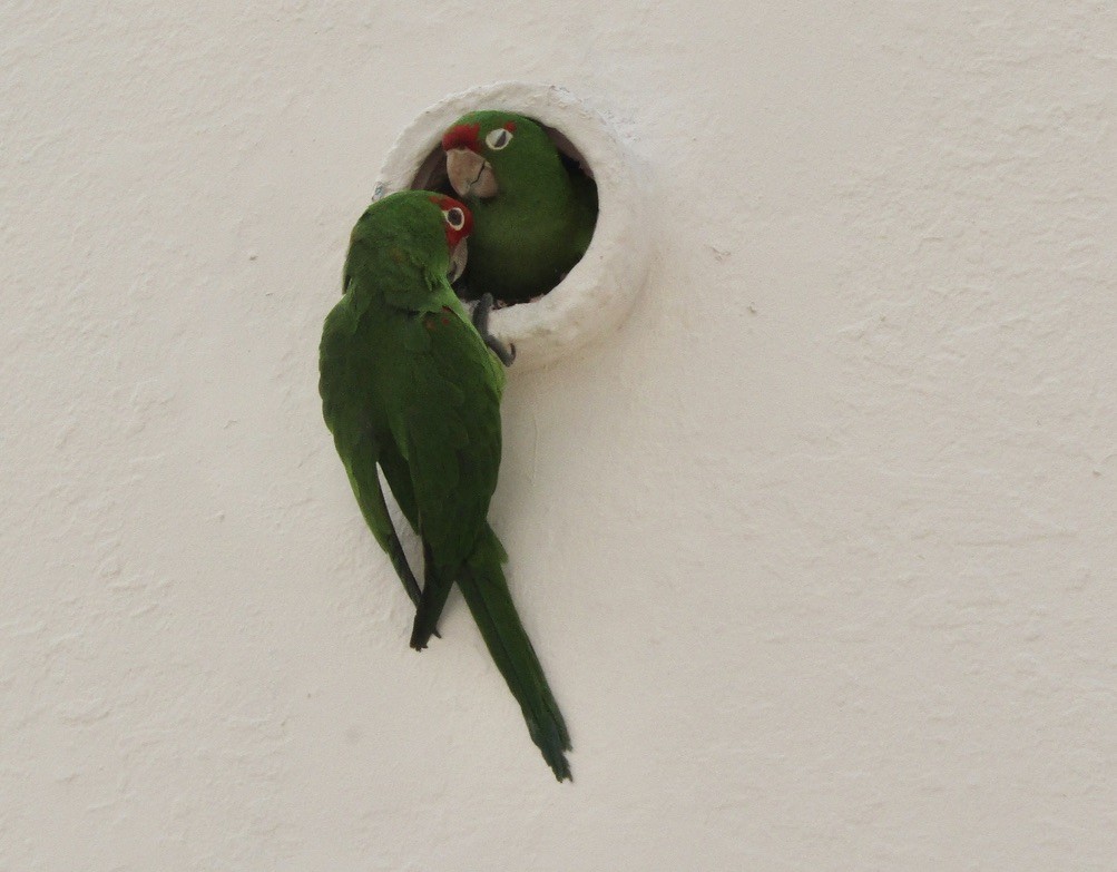 Guayaquil Papağanı - ML619029482