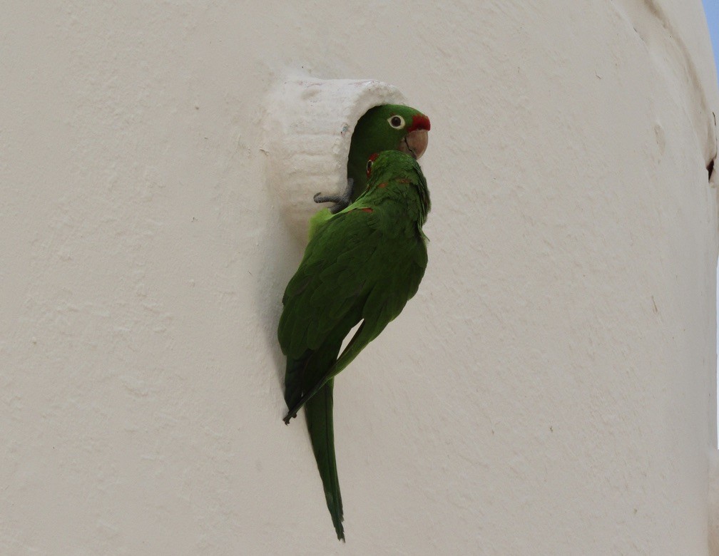 Guayaquil Papağanı - ML619029483