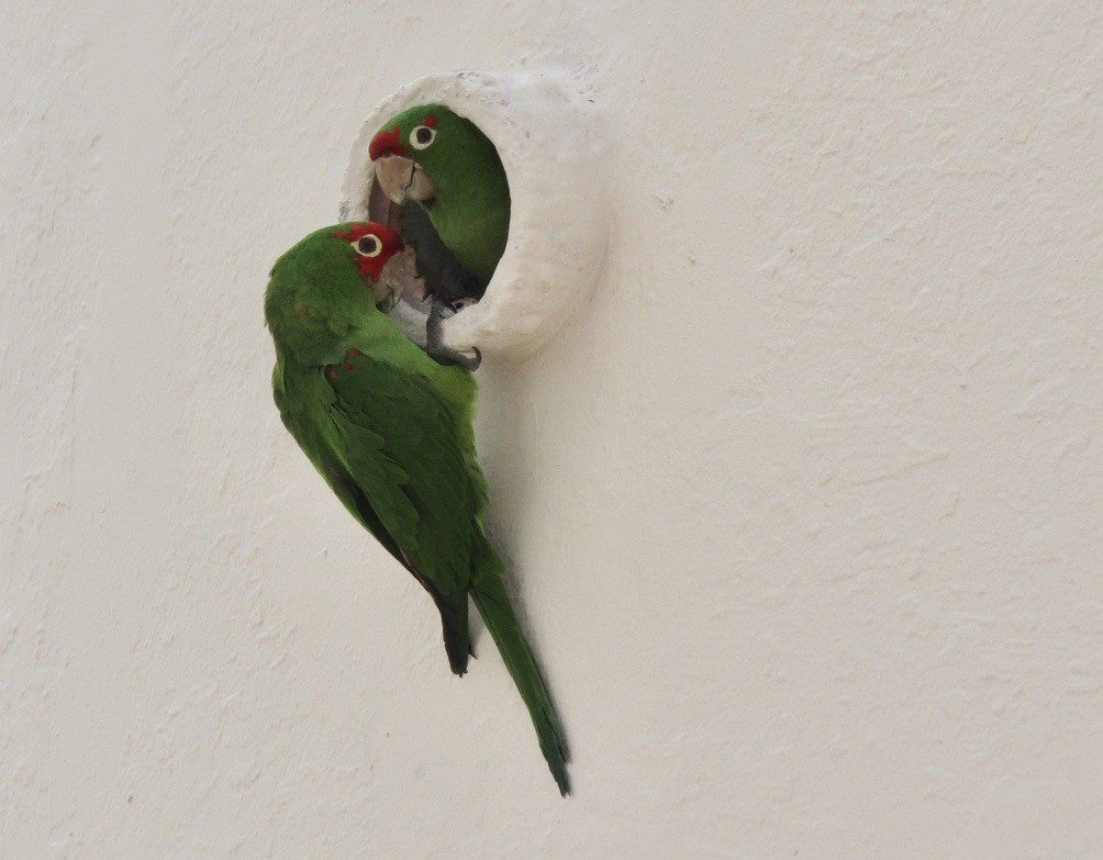 Guayaquil Papağanı - ML619029484