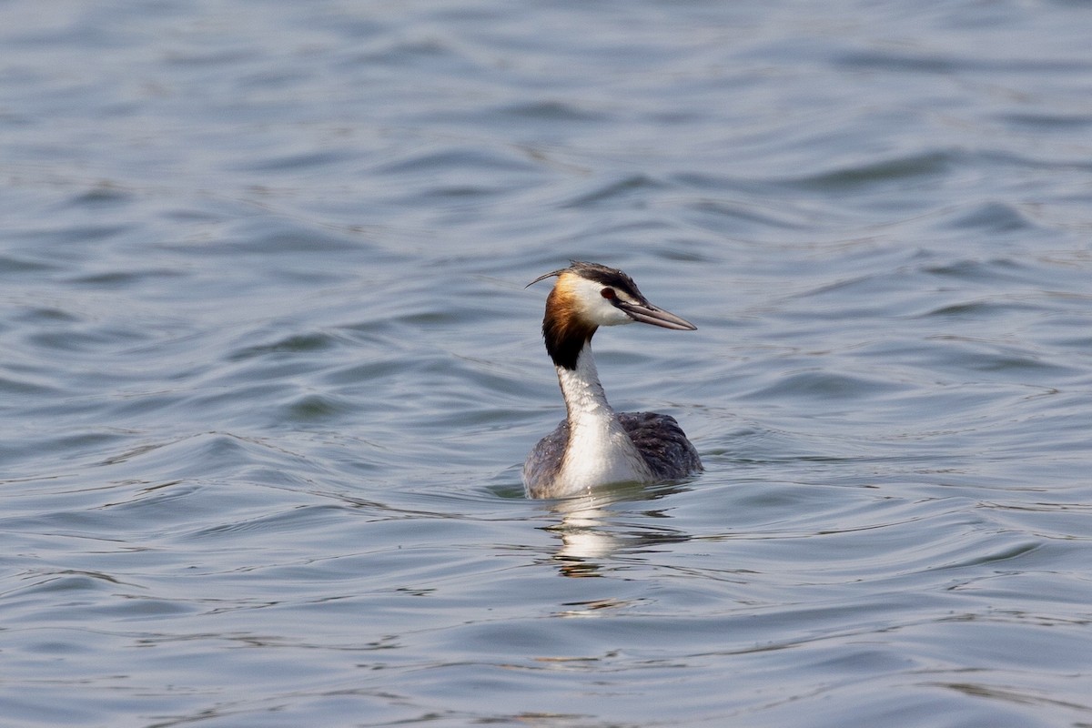 Great Crested Grebe - ML619029498