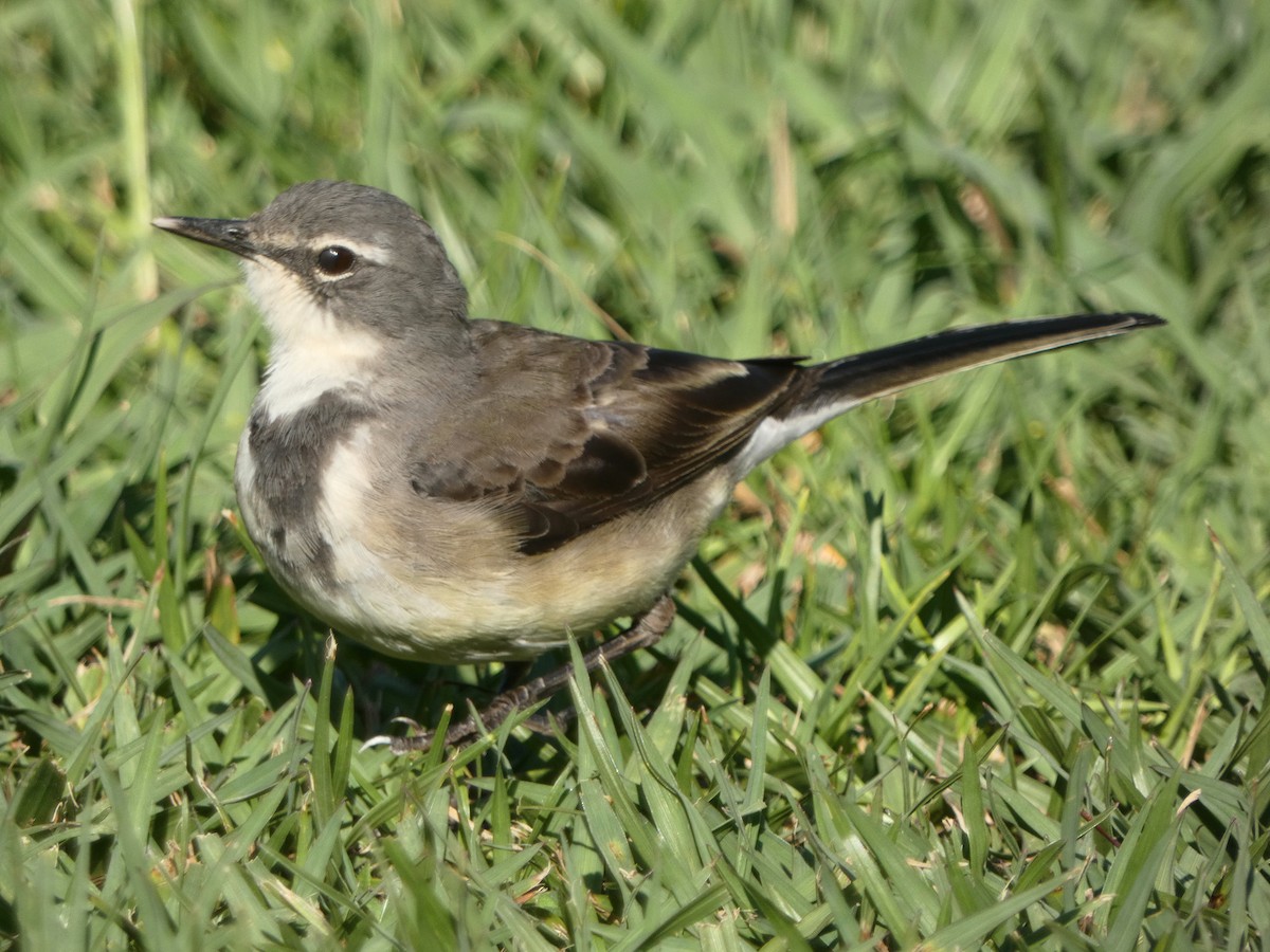 Cape Wagtail - ML619029512