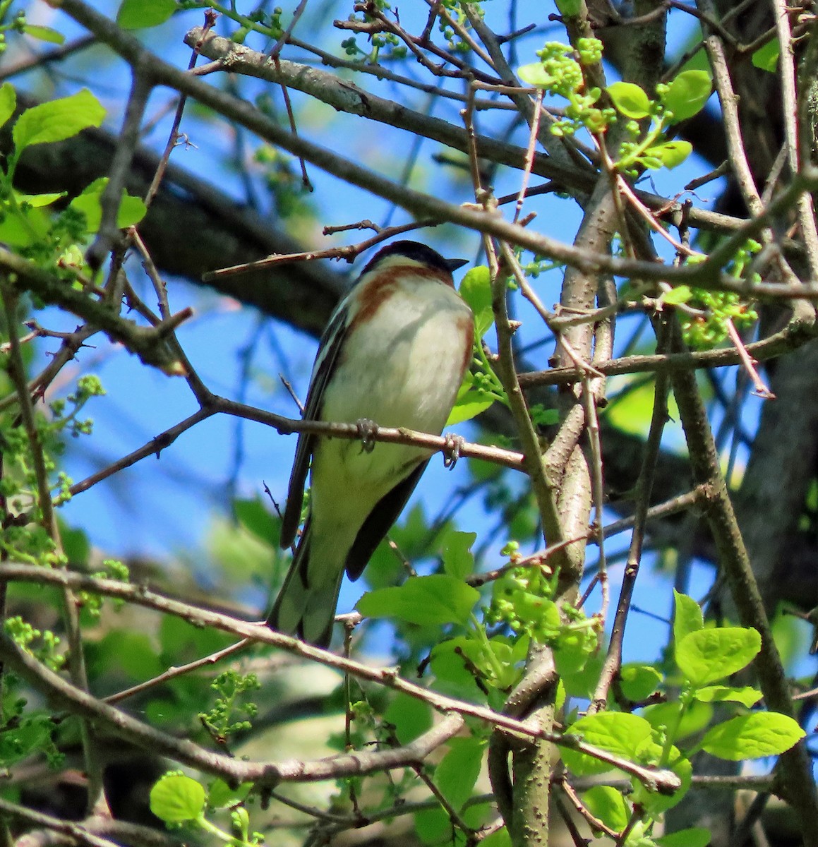 Bay-breasted Warbler - ML619029539