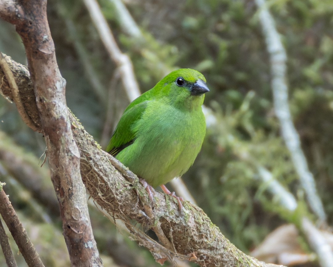 Green-faced Parrotfinch - ML619029558