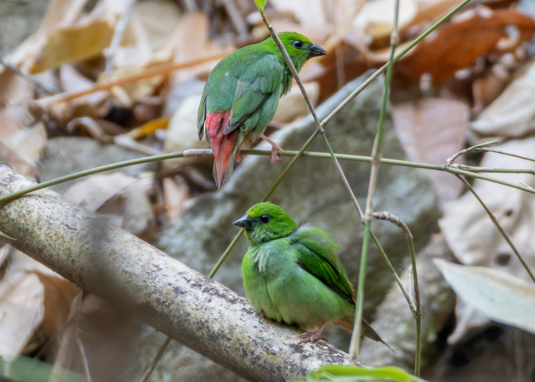 Green-faced Parrotfinch - ML619029560