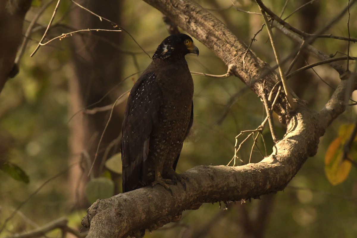 Crested Serpent-Eagle - ML619029562