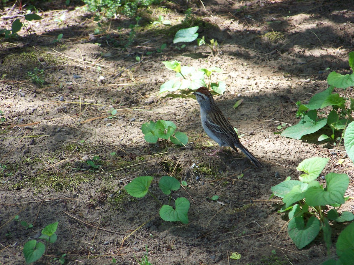Chipping Sparrow - Harriet Temps