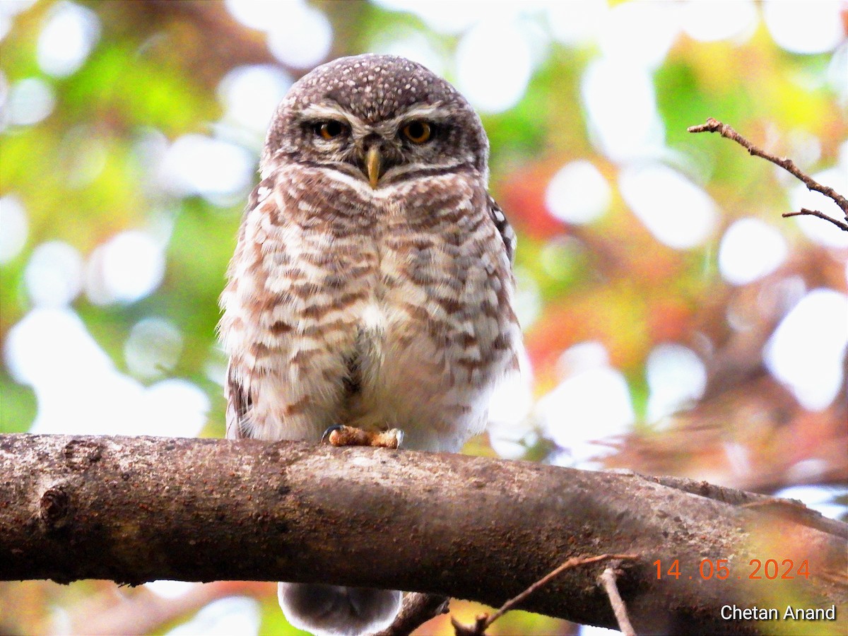 Spotted Owlet - Chetan Anand