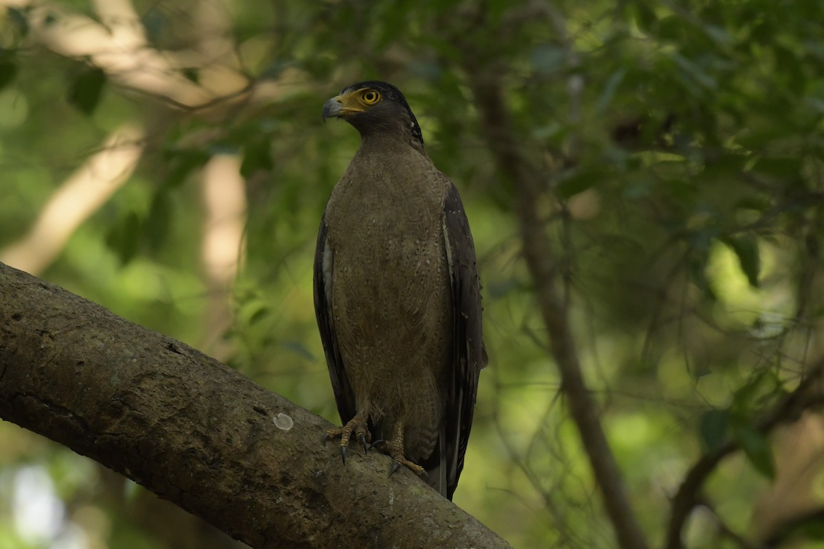 Crested Serpent-Eagle - ML619029597