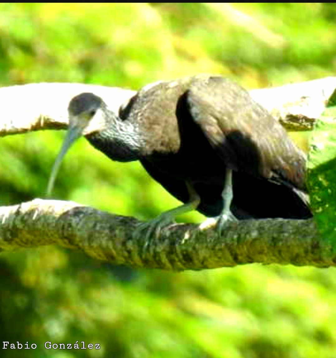 ibis zelený - ML619029601
