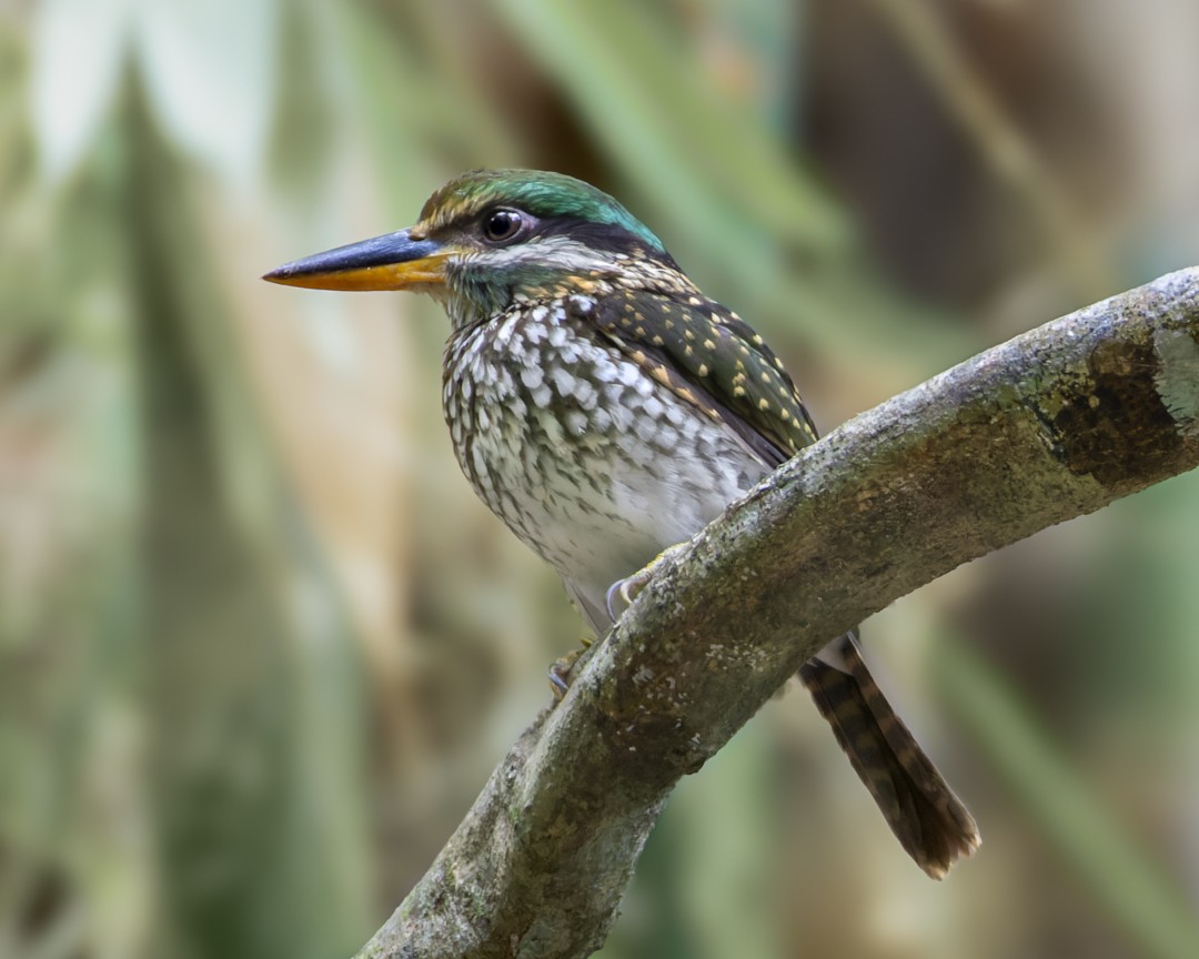 Spotted Kingfisher - ML619029609