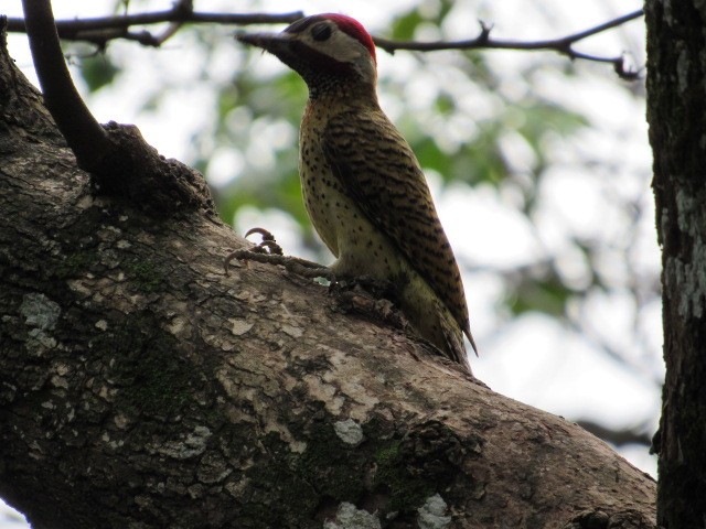 Spot-breasted Woodpecker - Diego Mejía Torres