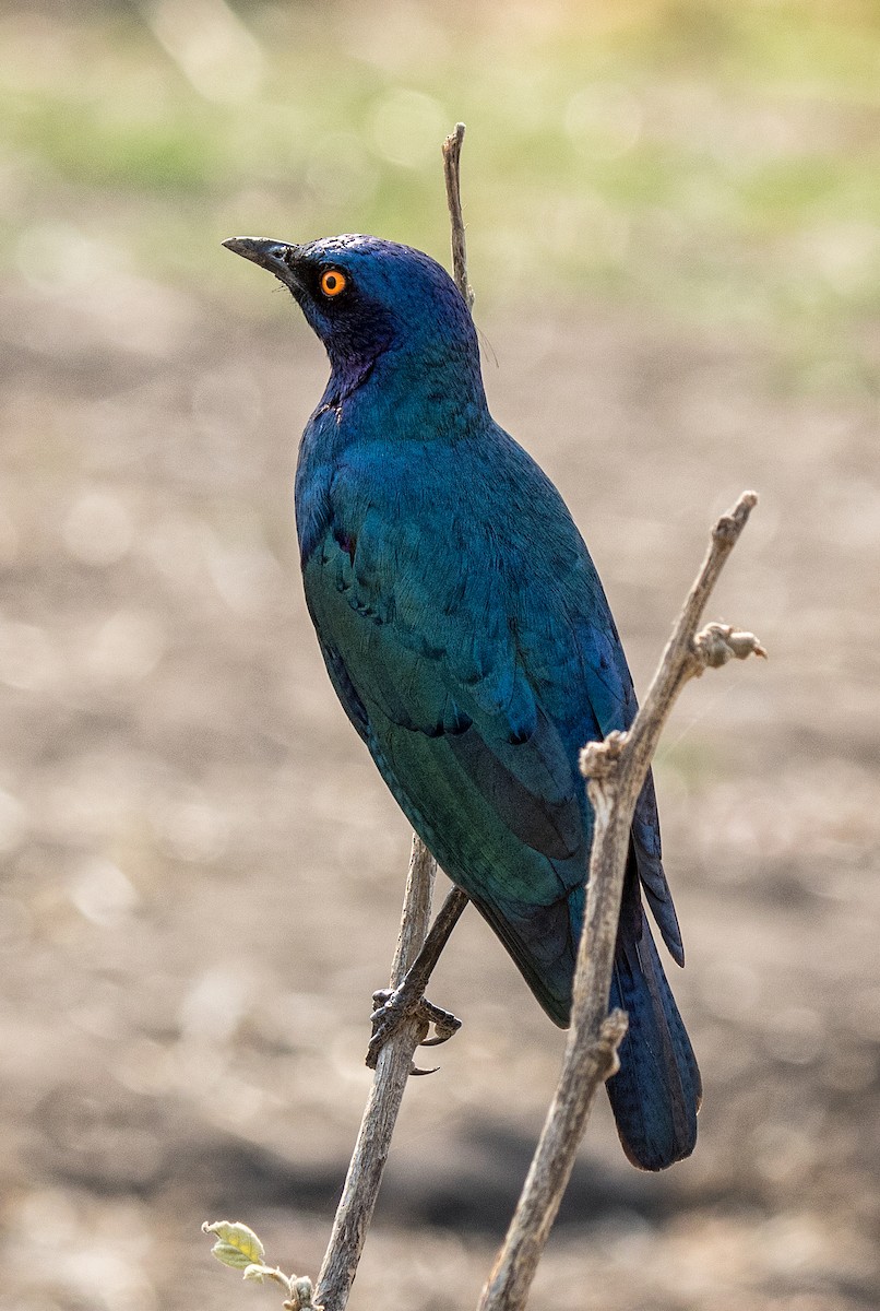 Greater Blue-eared Starling - ML619029644
