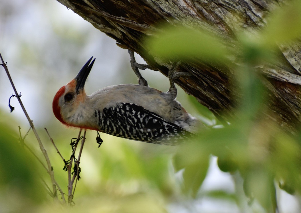 Red-bellied Woodpecker - Carlos G Vasquez C