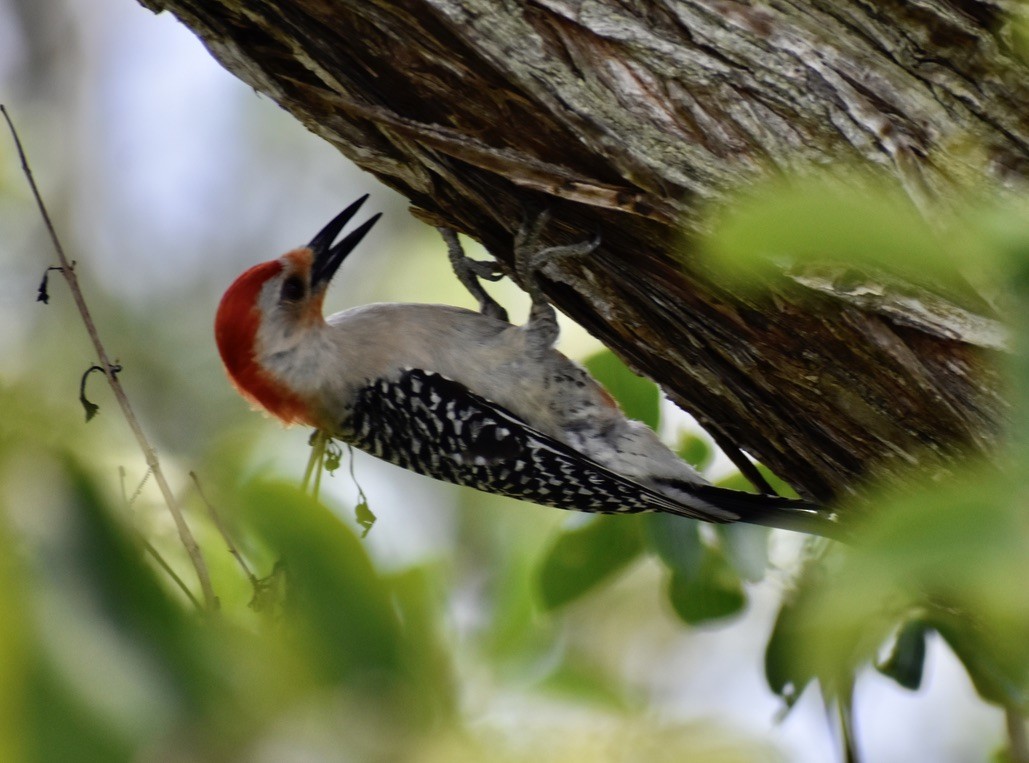 Red-bellied Woodpecker - ML619029673