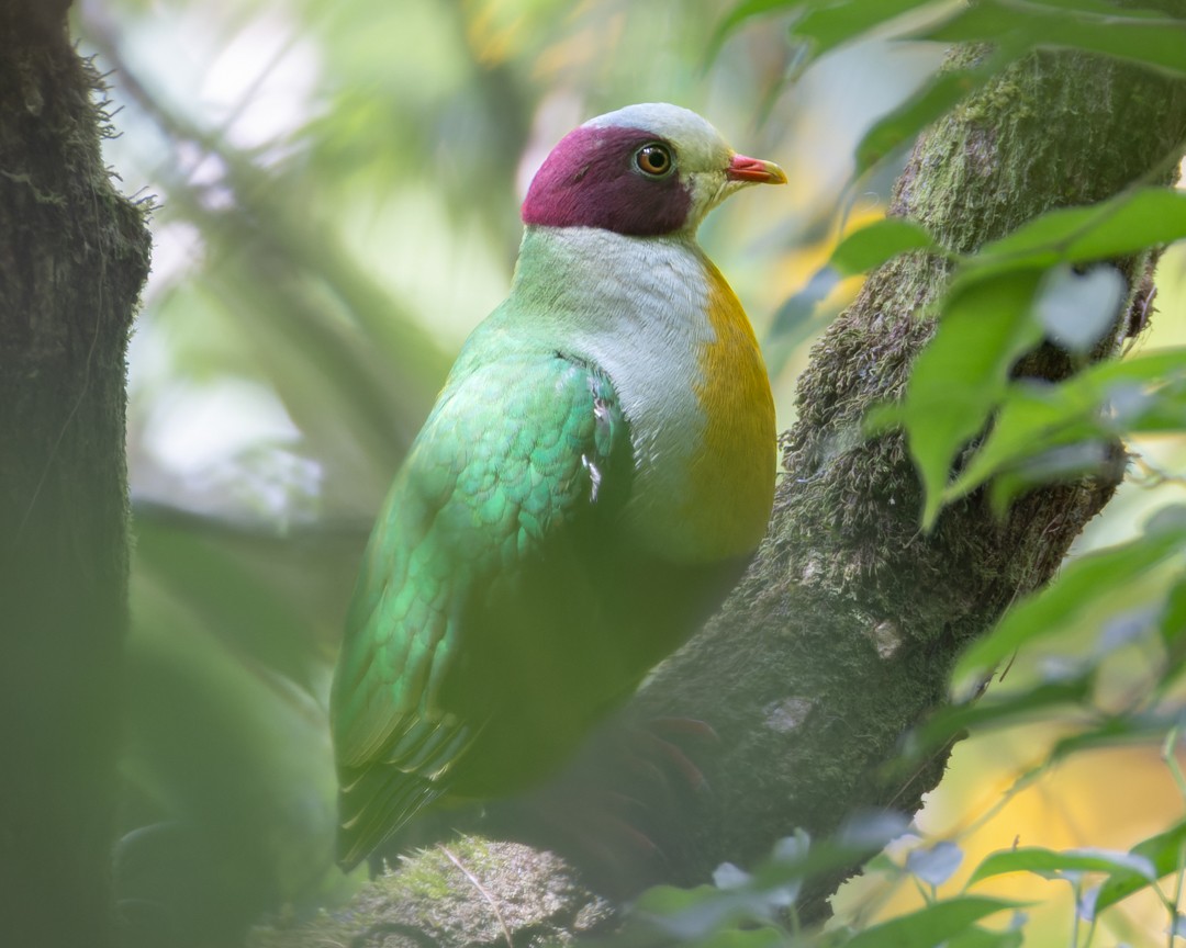 Yellow-breasted Fruit-Dove - ML619029685