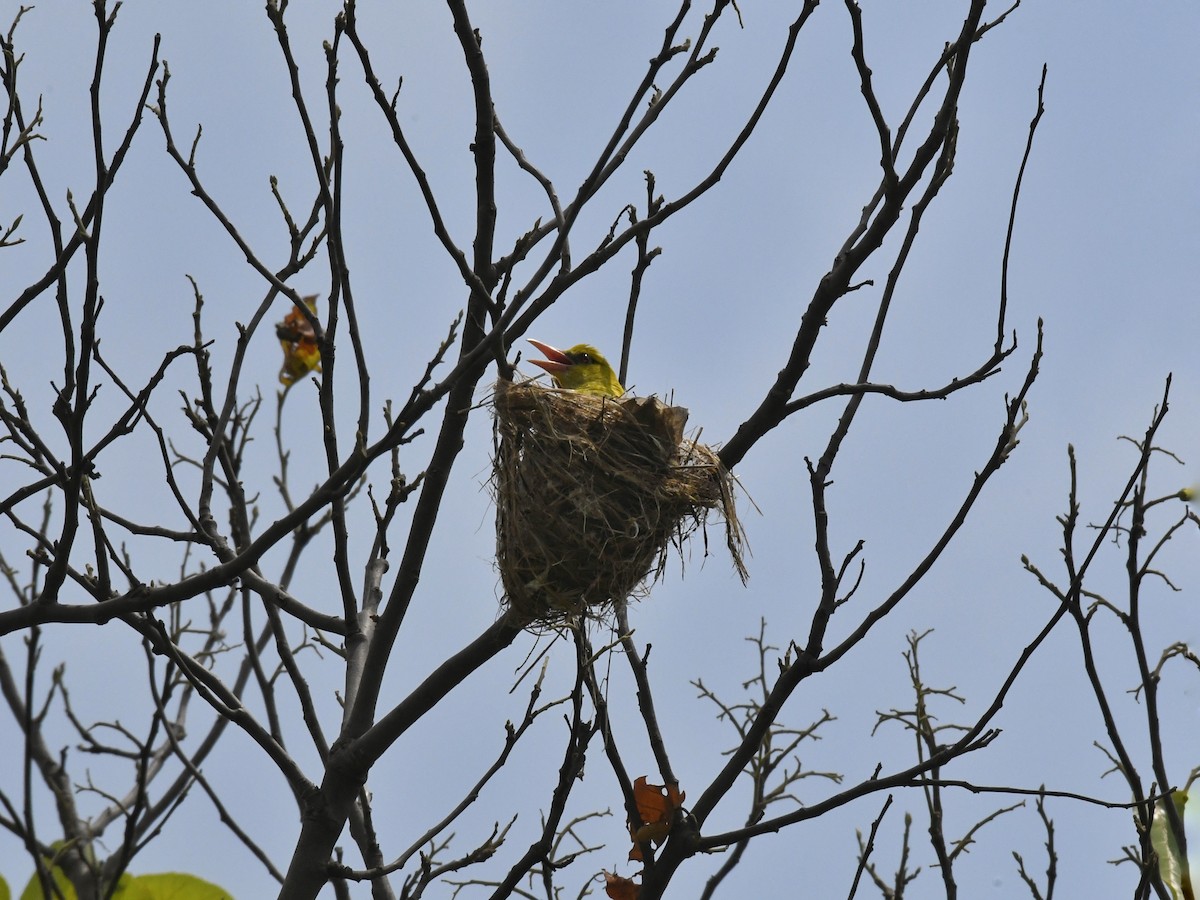 Indian Golden Oriole - ML619029686