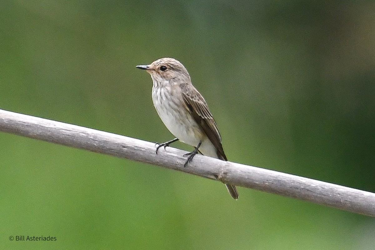 Spotted Flycatcher - Bill Asteriades