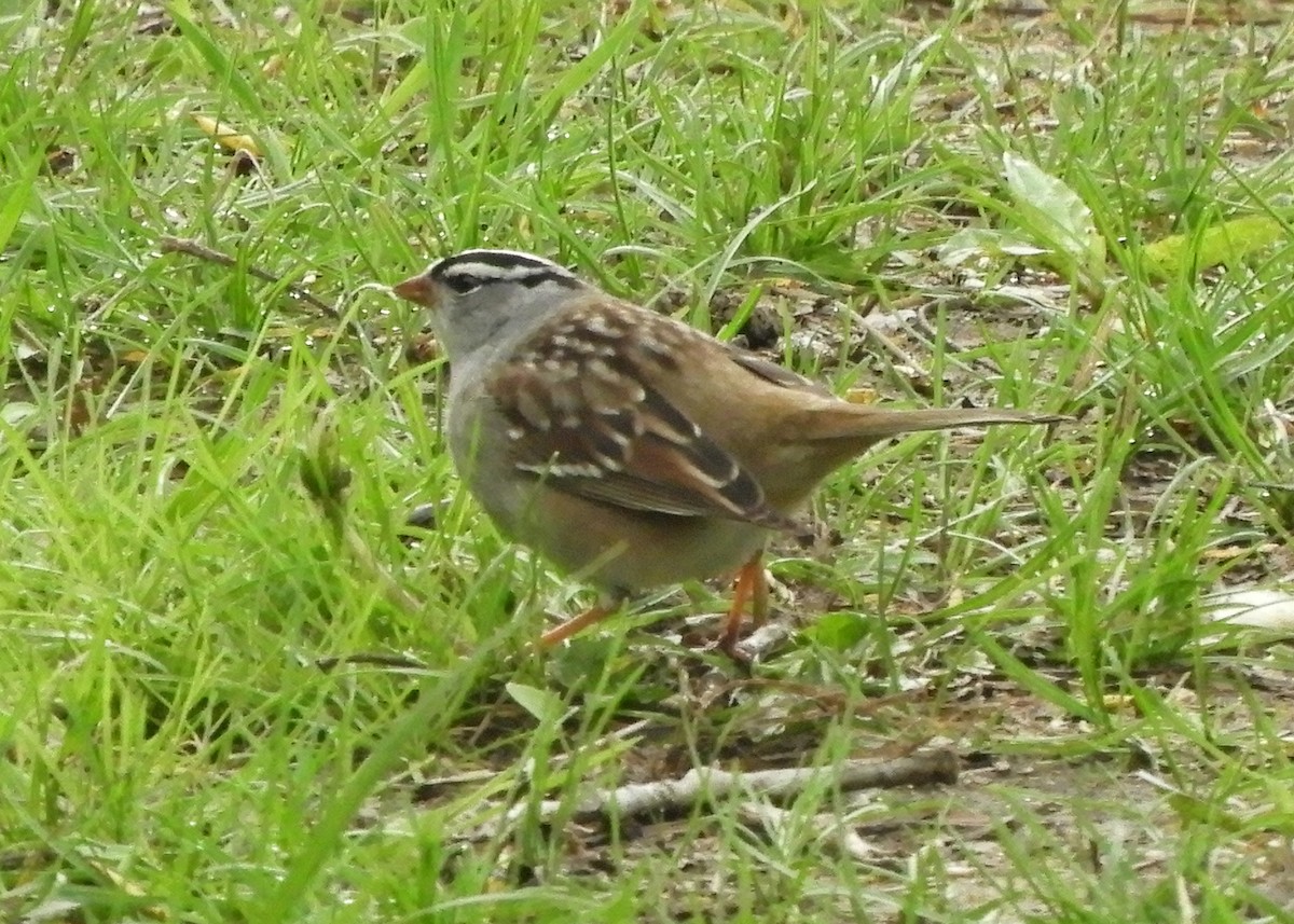 White-crowned Sparrow - ML619029721