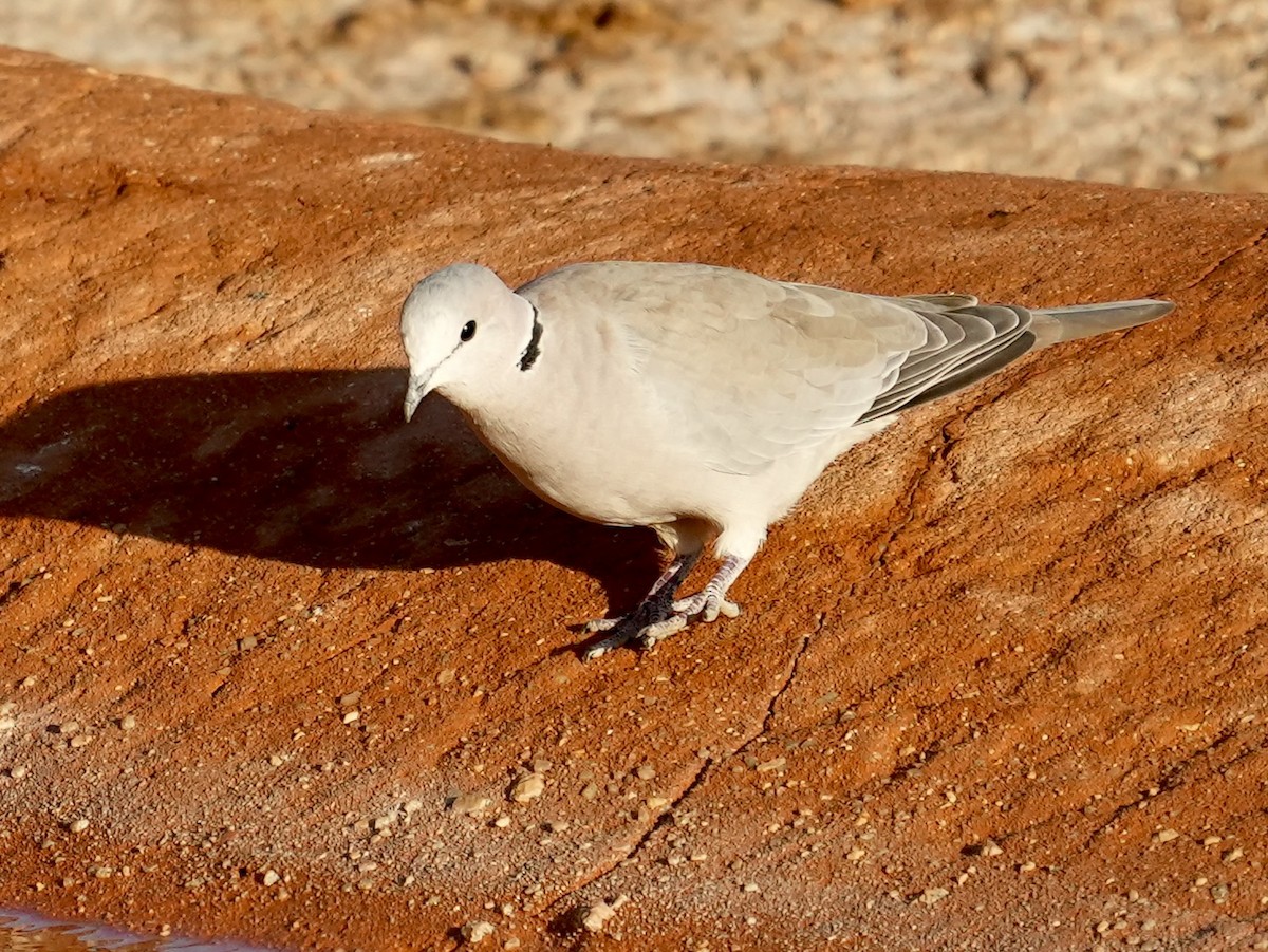 Ring-necked Dove - ML619029785