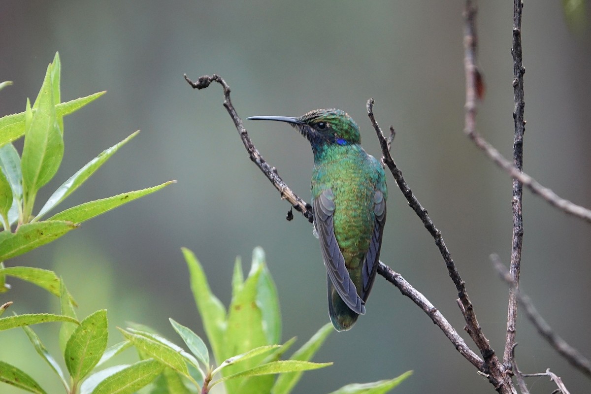 kolibřík modrolící - ML619029787