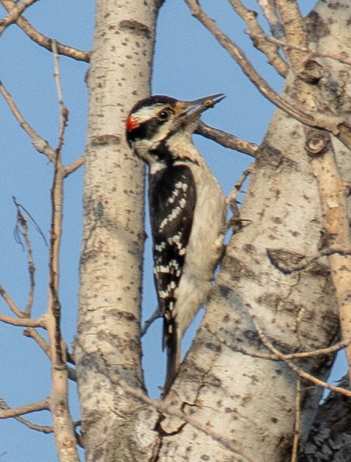 Hairy Woodpecker - ML619029887