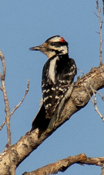 Hairy Woodpecker - ML619029891