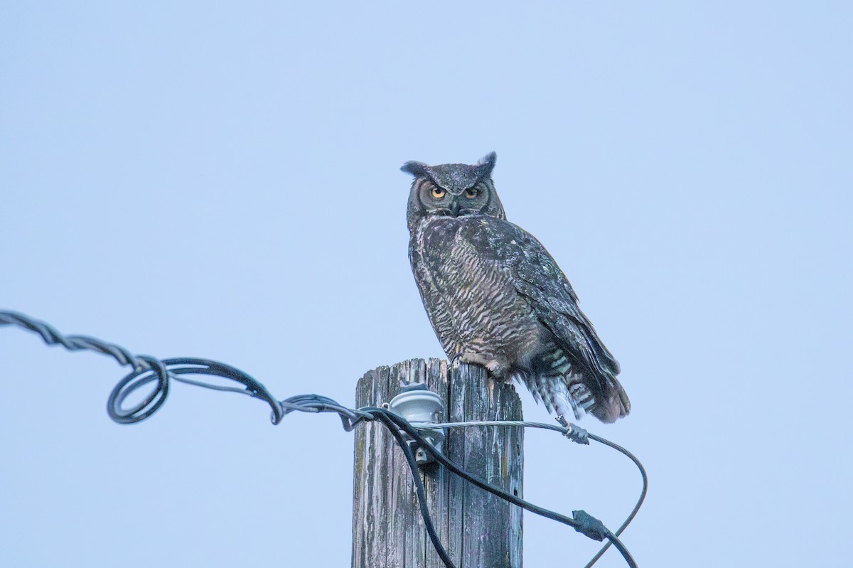Great Horned Owl - ML619029905