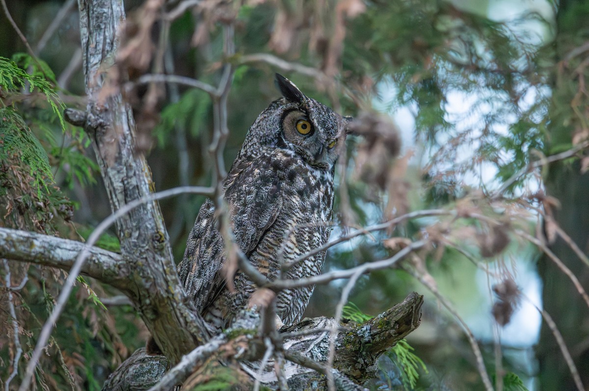 Great Horned Owl - ML619029906