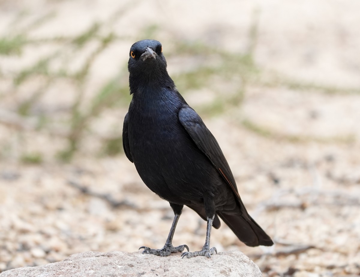 Pale-winged Starling - ML619029930