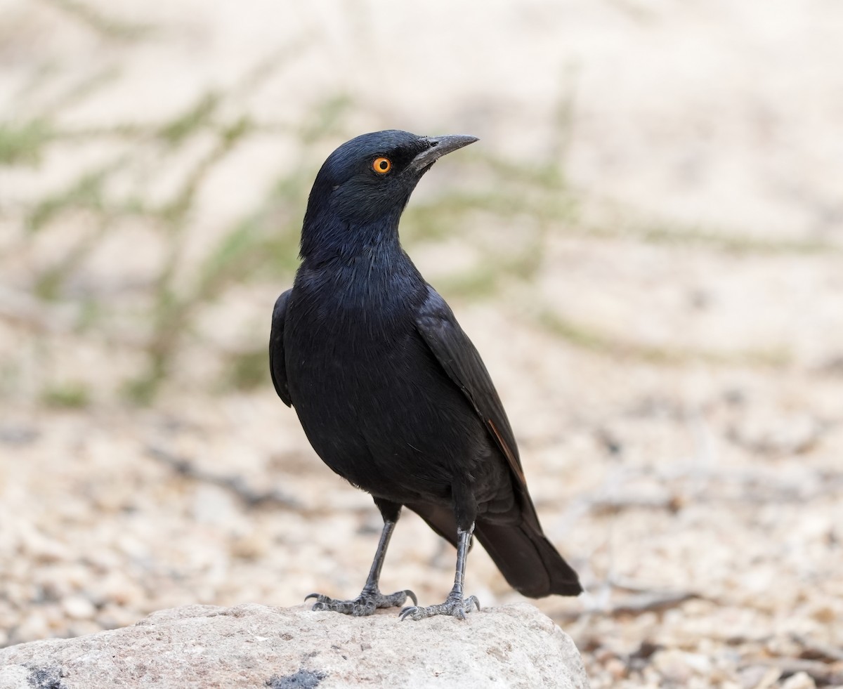 Pale-winged Starling - ML619029931