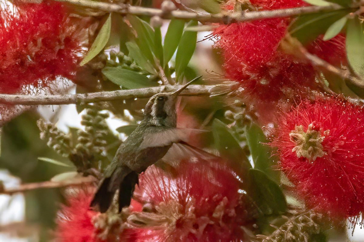 kolibřík bělouchý - ML619029967