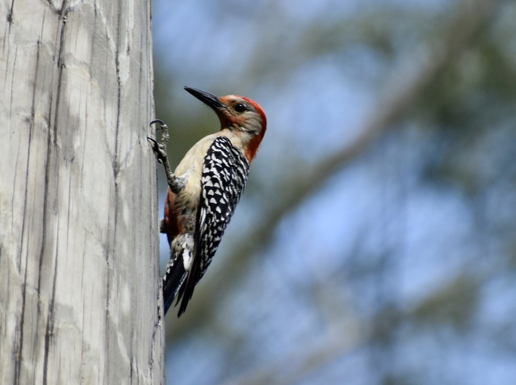 Red-bellied Woodpecker - ML619029983