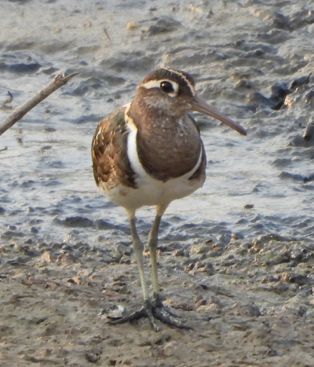 Greater Painted-Snipe - ML619029993