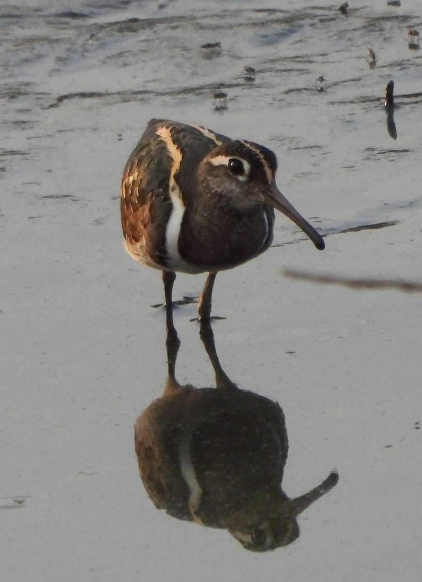 Greater Painted-Snipe - ML619029994