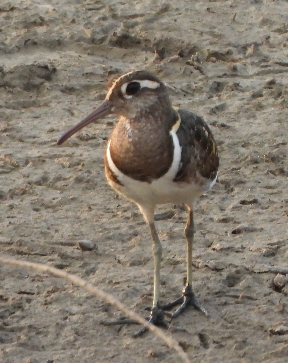 Greater Painted-Snipe - ML619029995