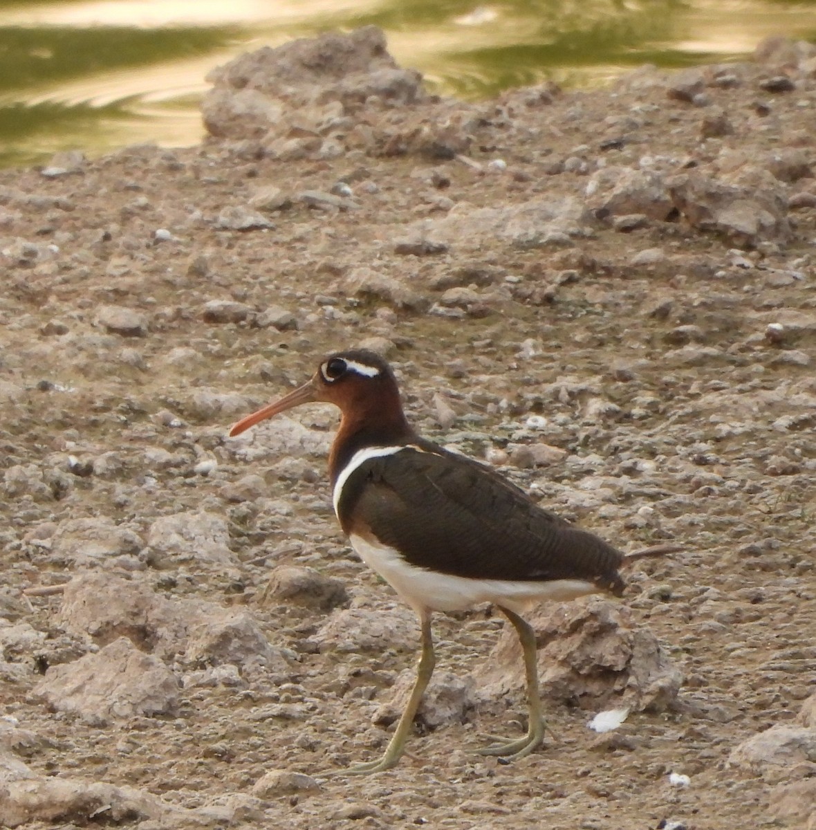 Greater Painted-Snipe - ML619029998
