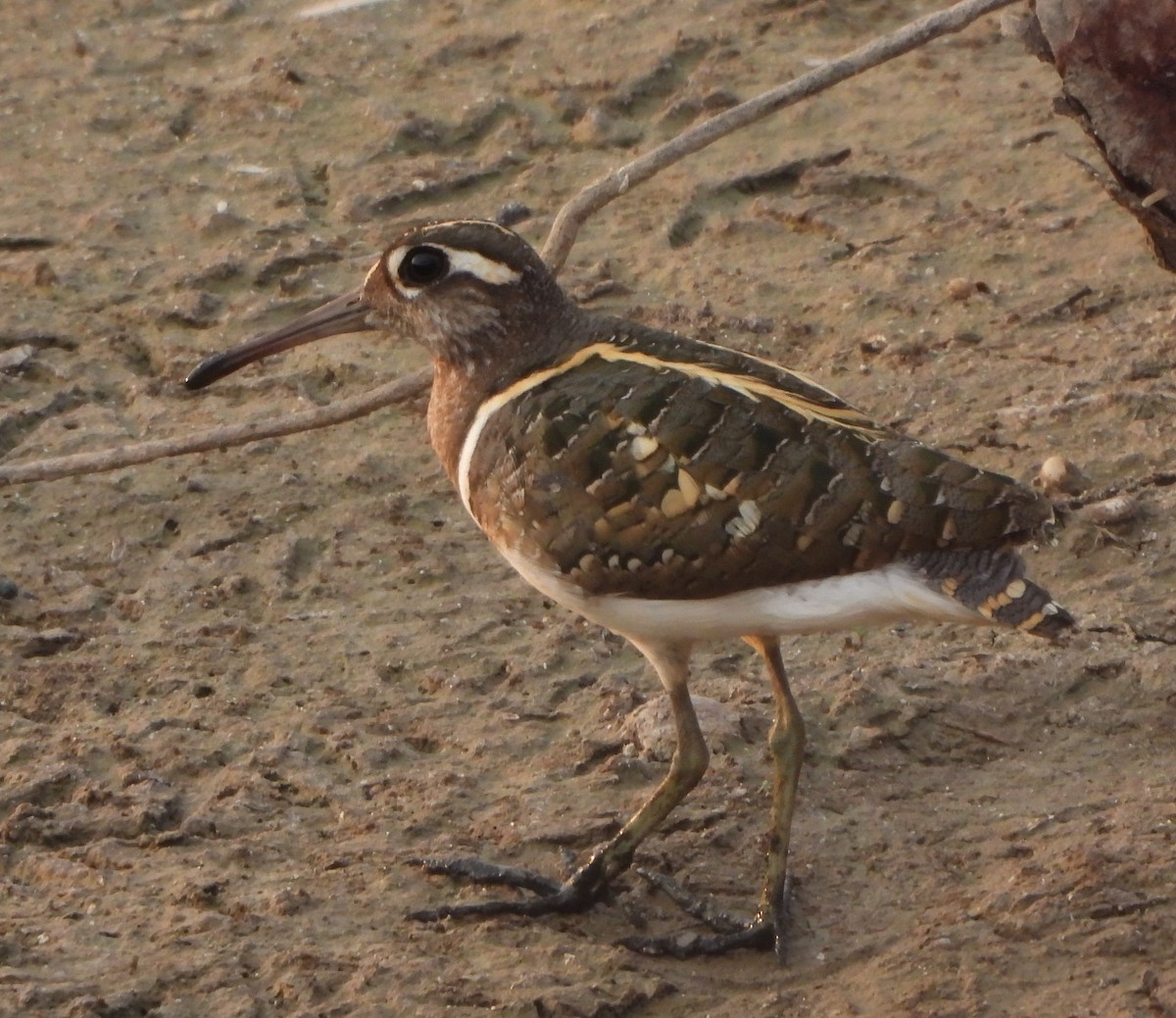 Greater Painted-Snipe - ML619029999