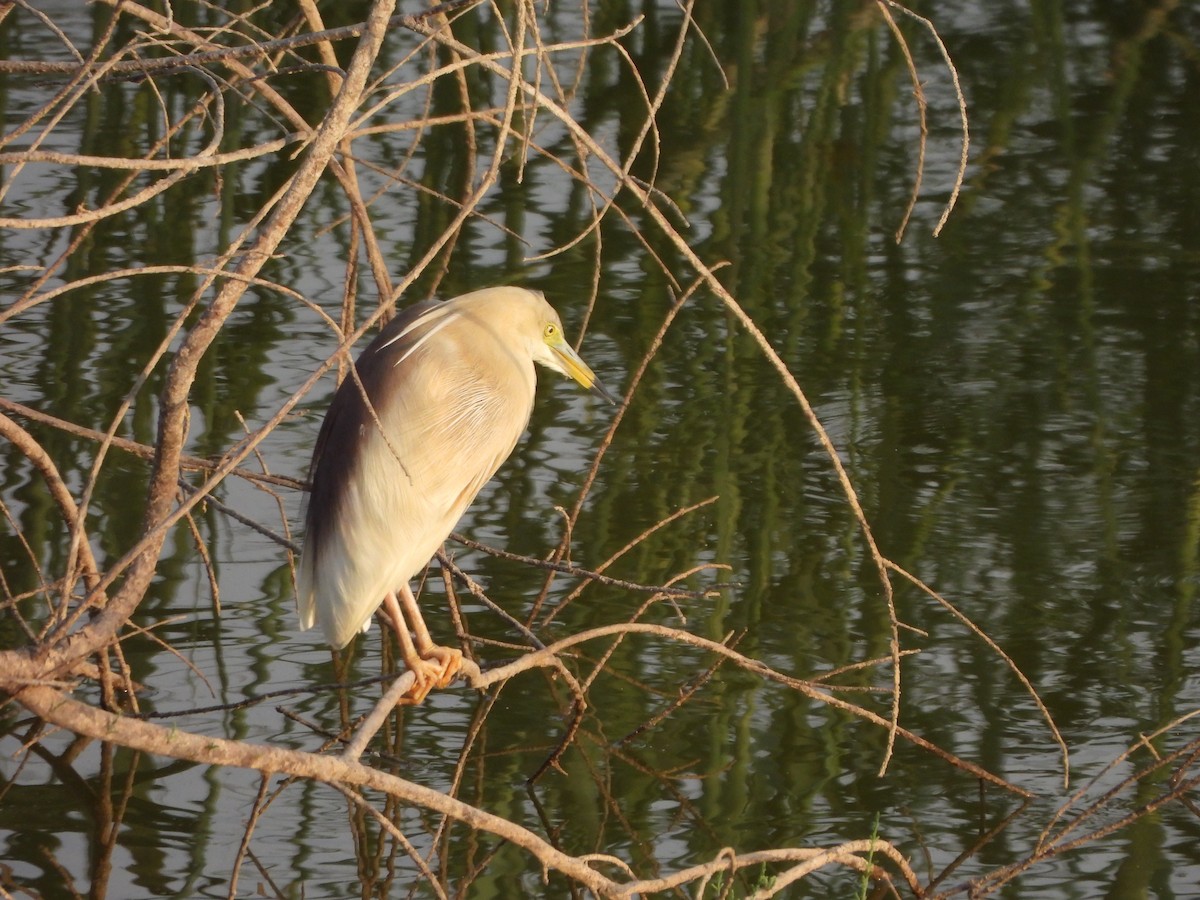 Indian Pond-Heron - ML619030009
