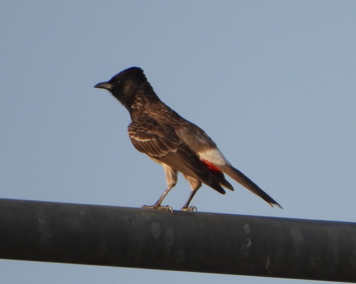 Red-vented Bulbul - ML619030041