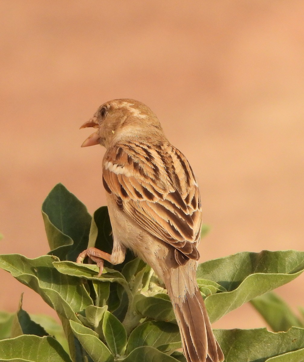 House Sparrow - ML619030069
