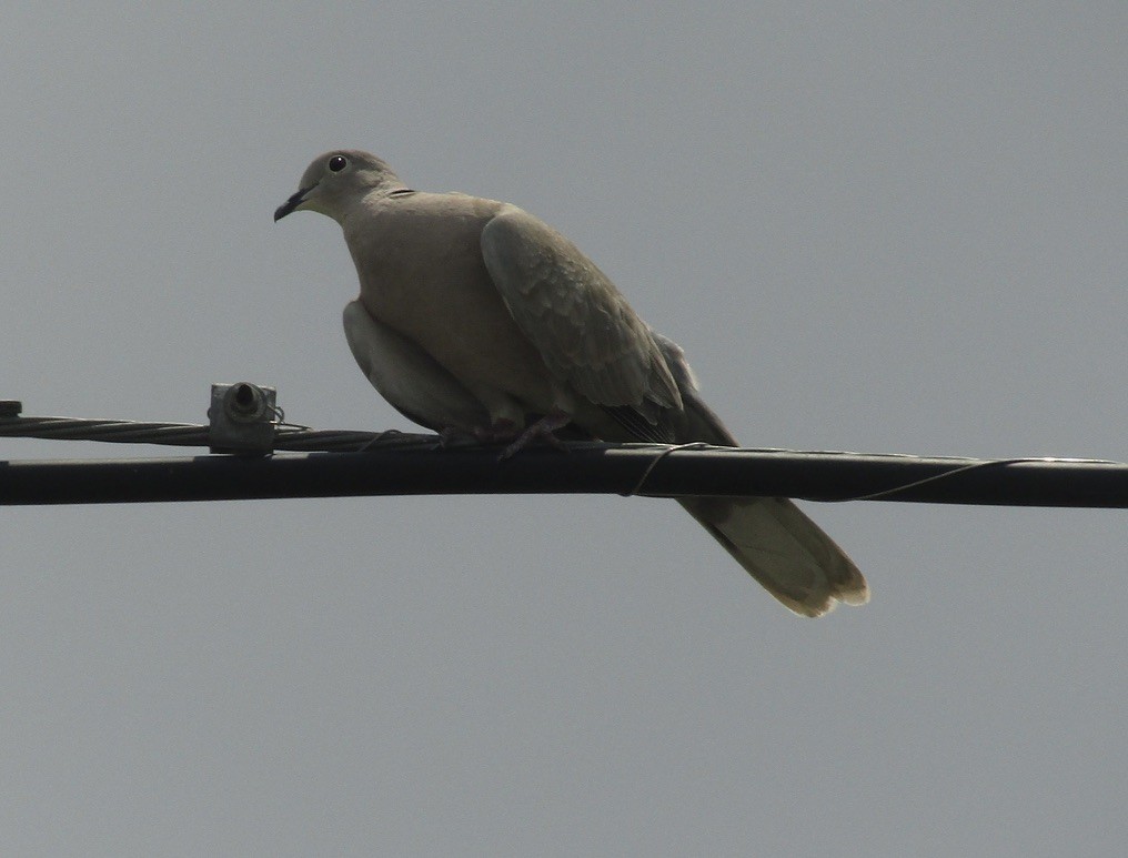 Eurasian Collared-Dove - ML619030115