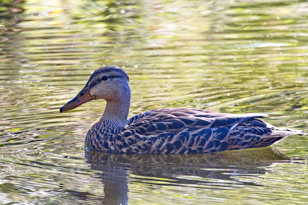 Mexican Duck - ML619030117