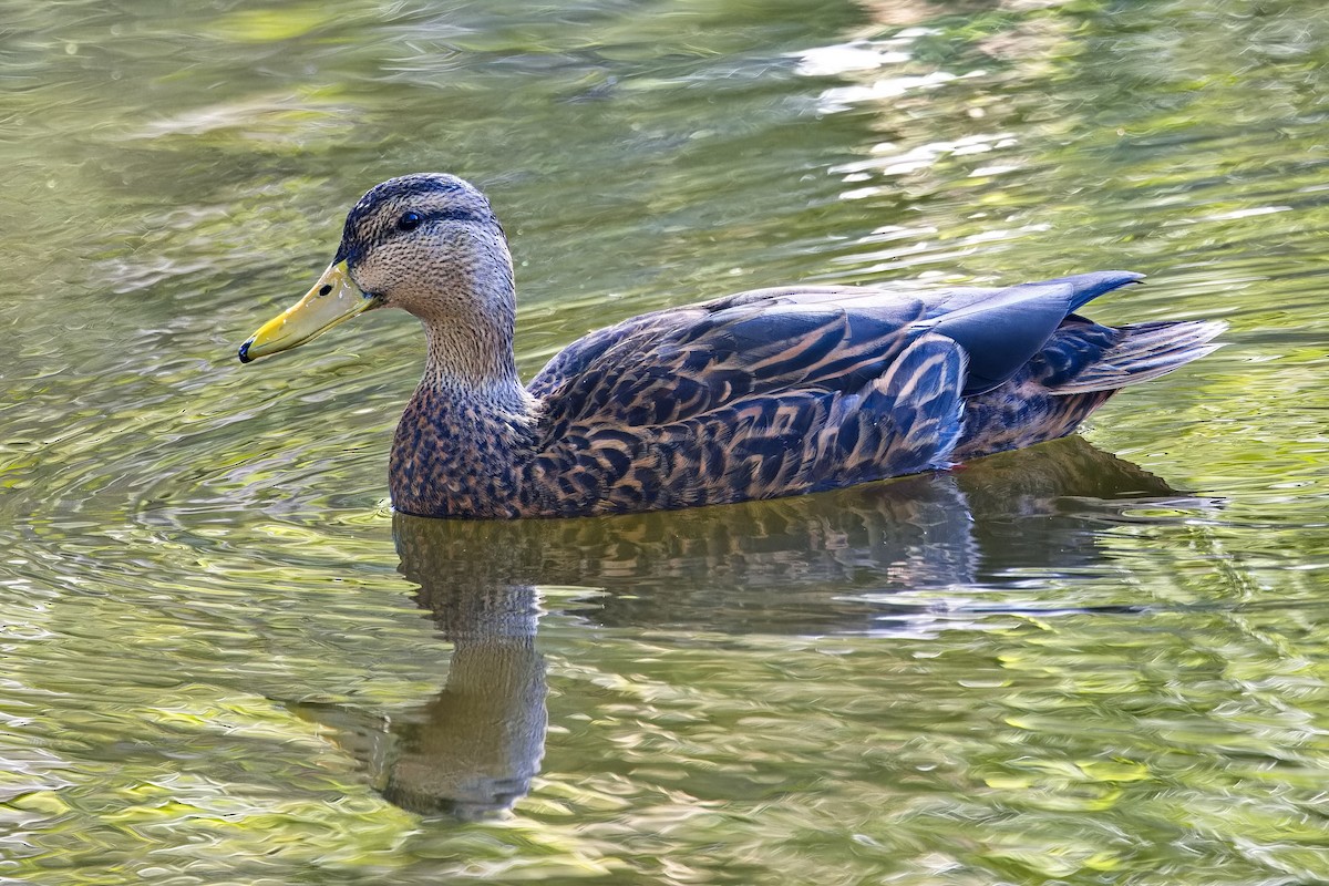 Mexican Duck - ML619030118