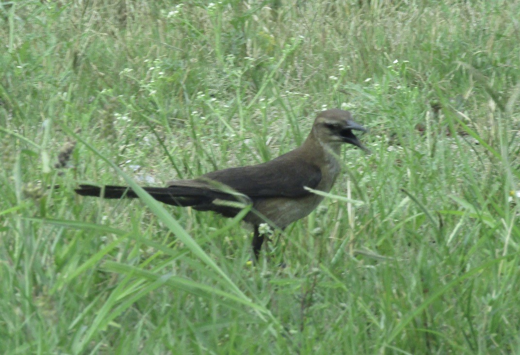 Boat-tailed Grackle - ML619030130