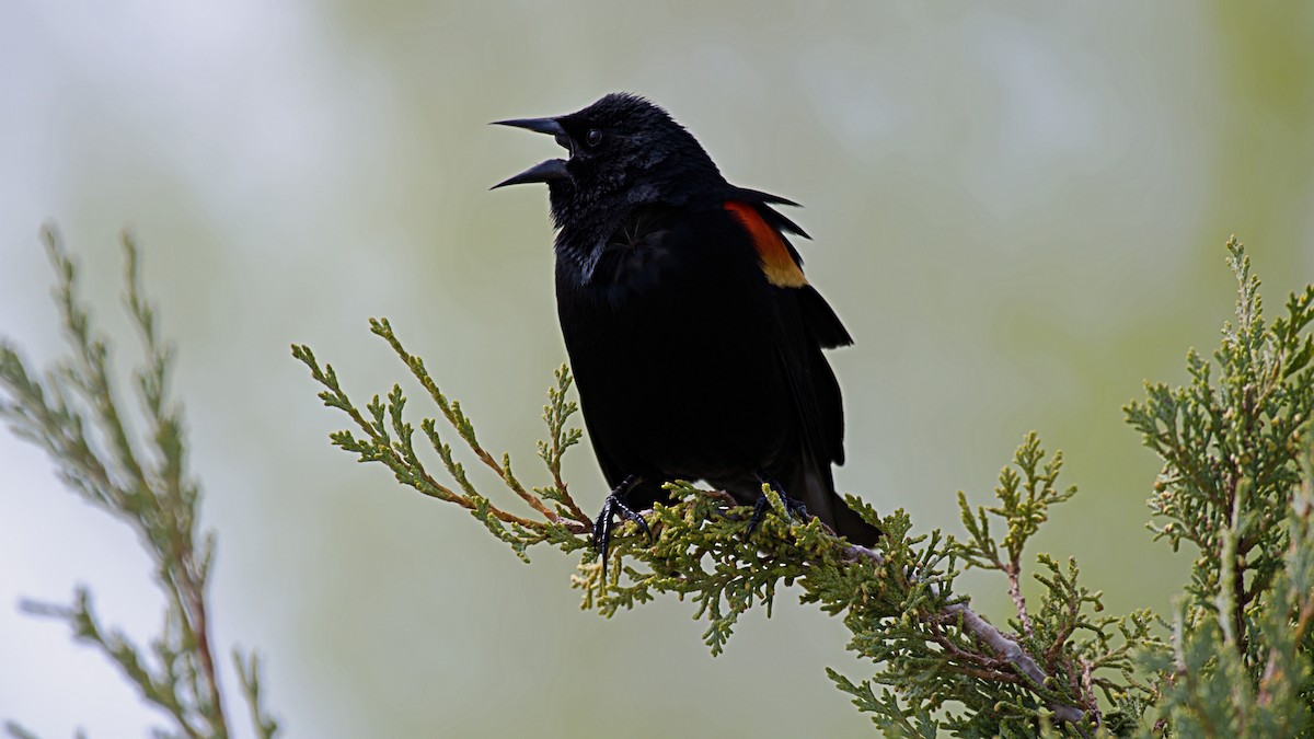 Red-winged Blackbird - Cameron Miller