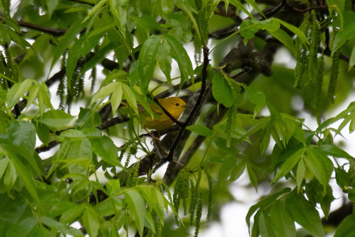 Yellow Warbler - ML619030162