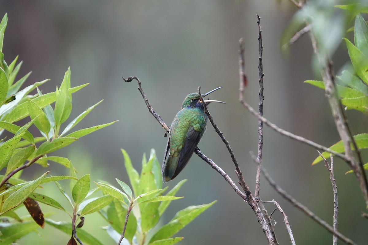 kolibřík modrolící - ML619030176