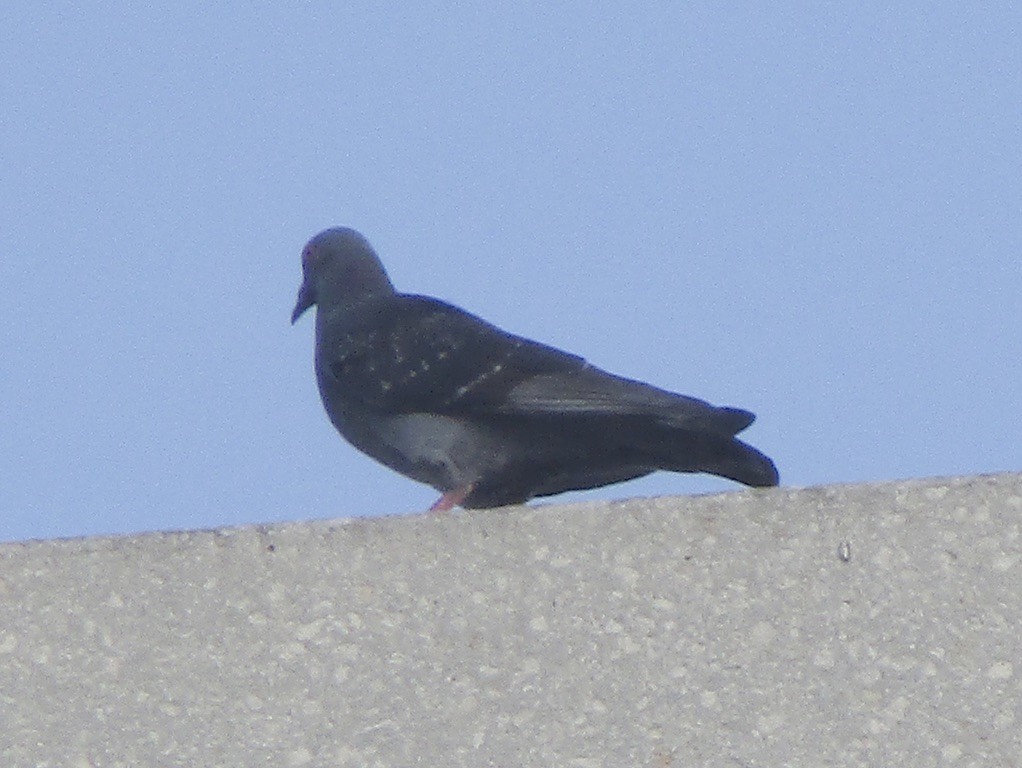 Rock Pigeon (Feral Pigeon) - ML619030225