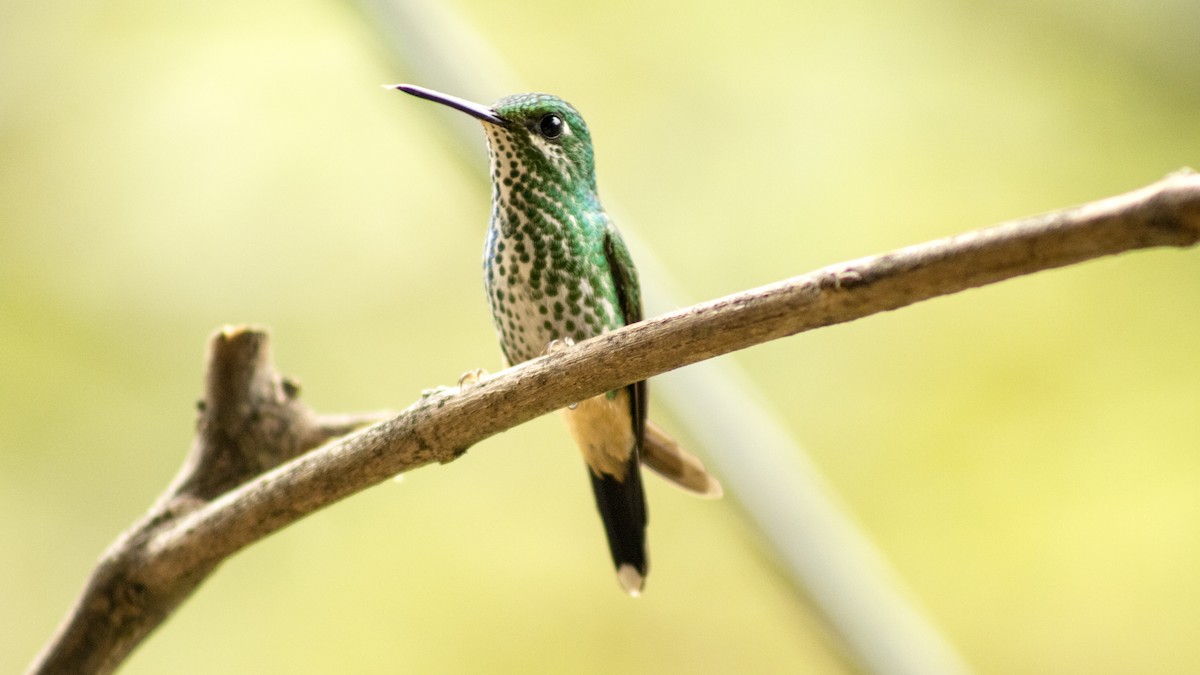 Many-spotted Hummingbird - ML619030228