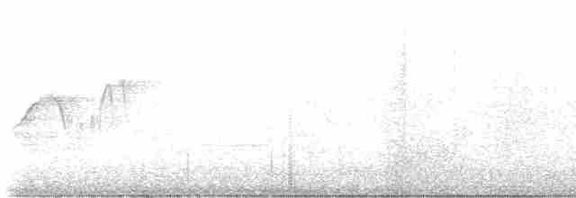 Светлобрюхий фиби - ML619030265